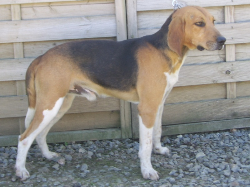 Balzac du minez guellec