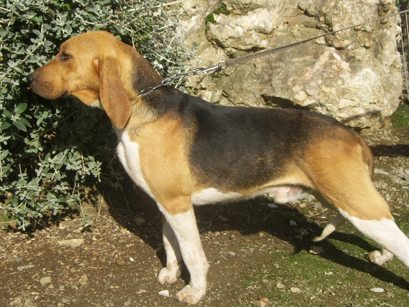 Fusain du minez guellec