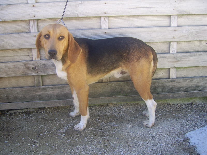 Goliath du minez guellec